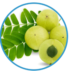 Amla Amla