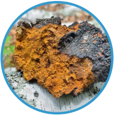 chaga chaga