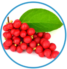 schisandra schisandra